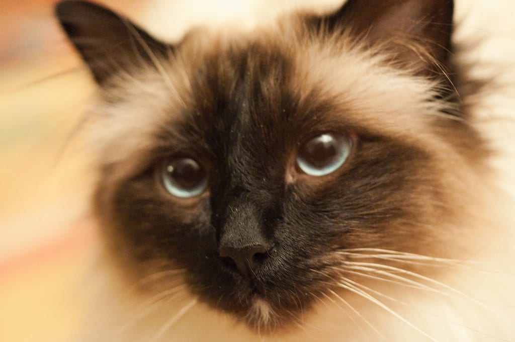 Birman - unhealthiest cat breeds