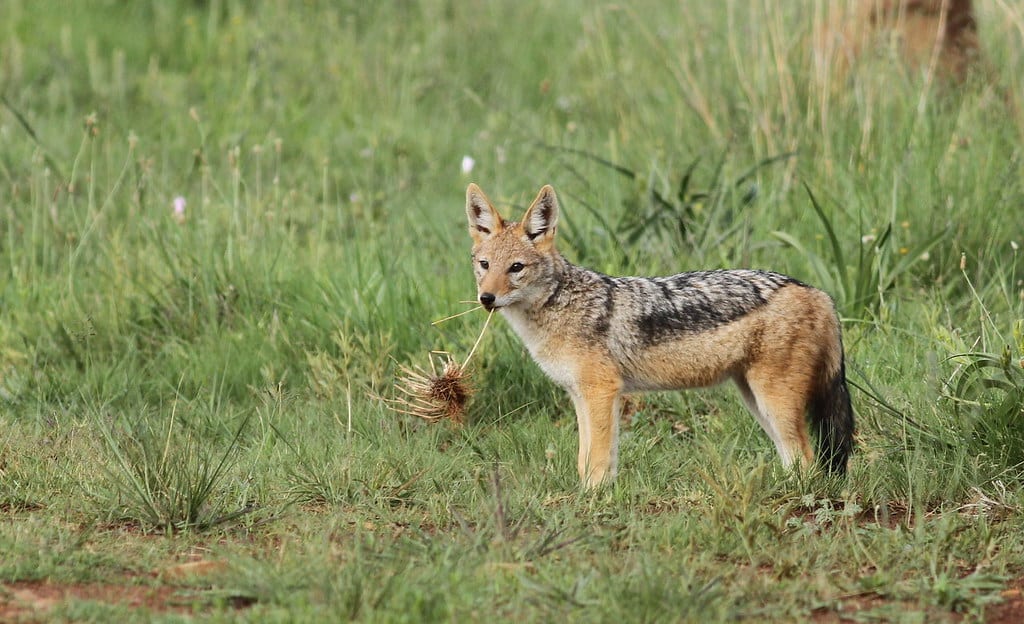 Black Backed Jackal 