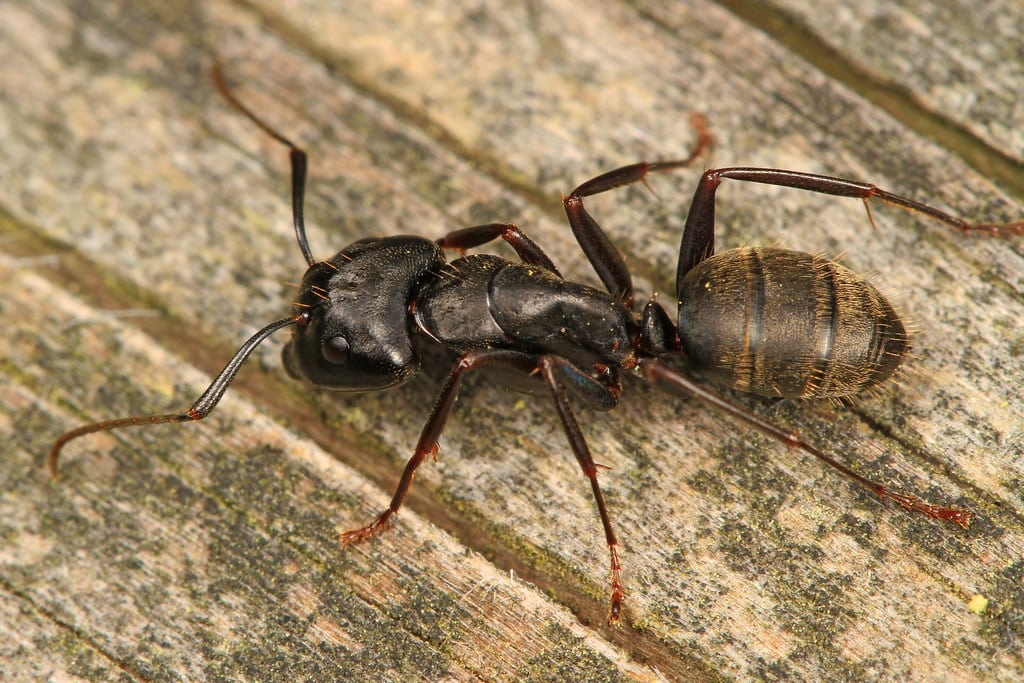 Black Carpenters Ant