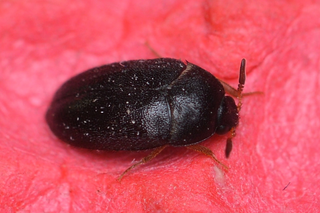Black Carpet Beetle