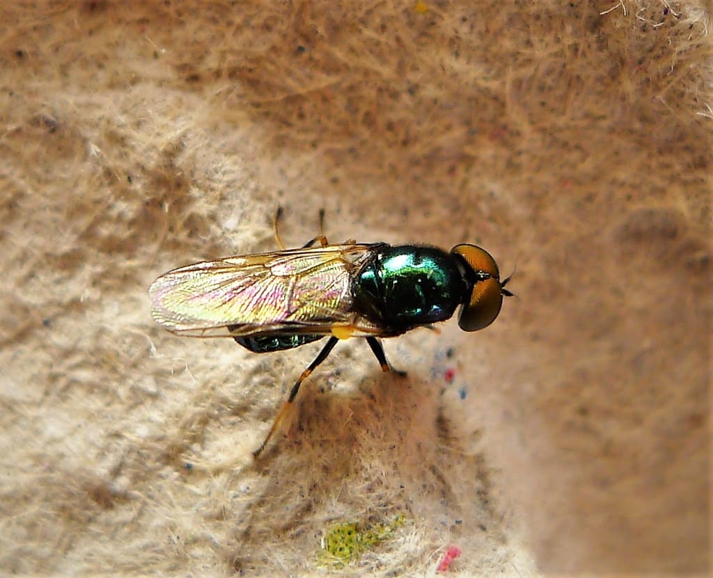 Black-Horned Gem Fly