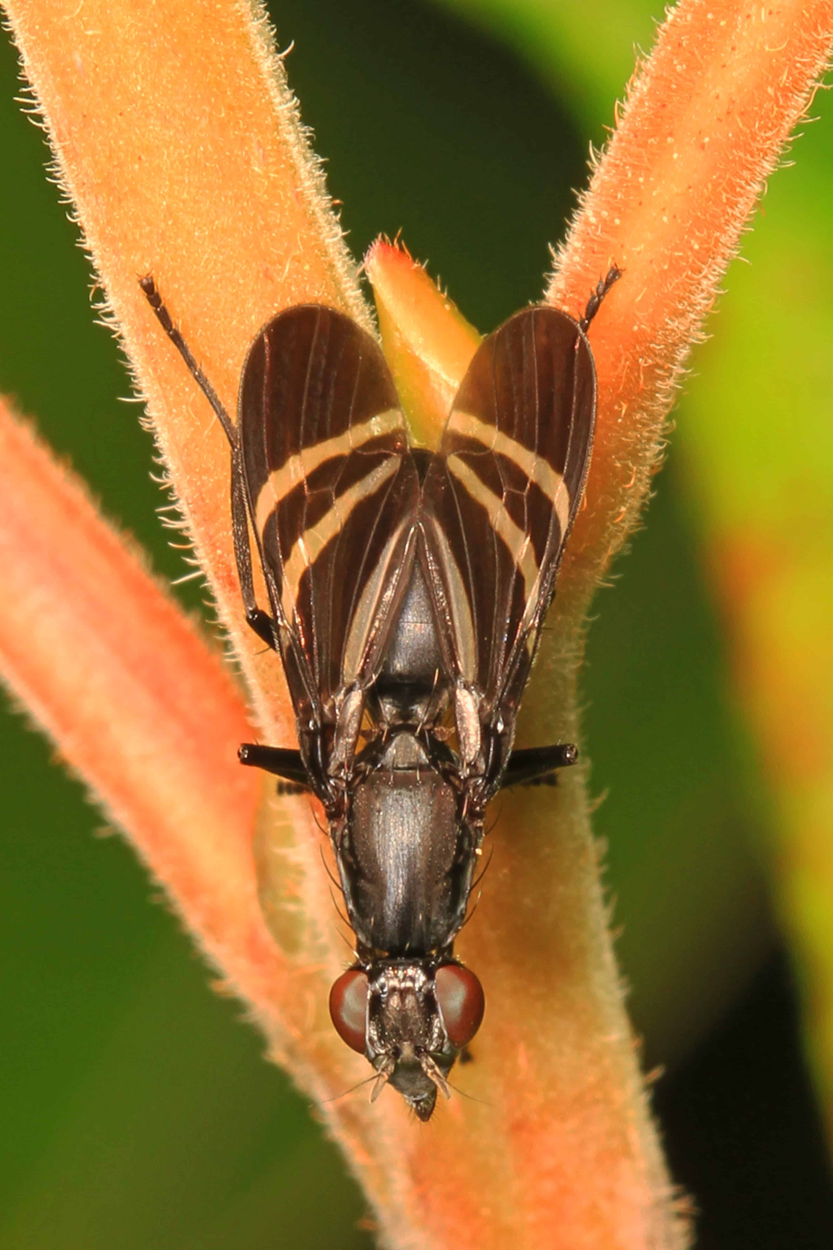 Black Onion Fly