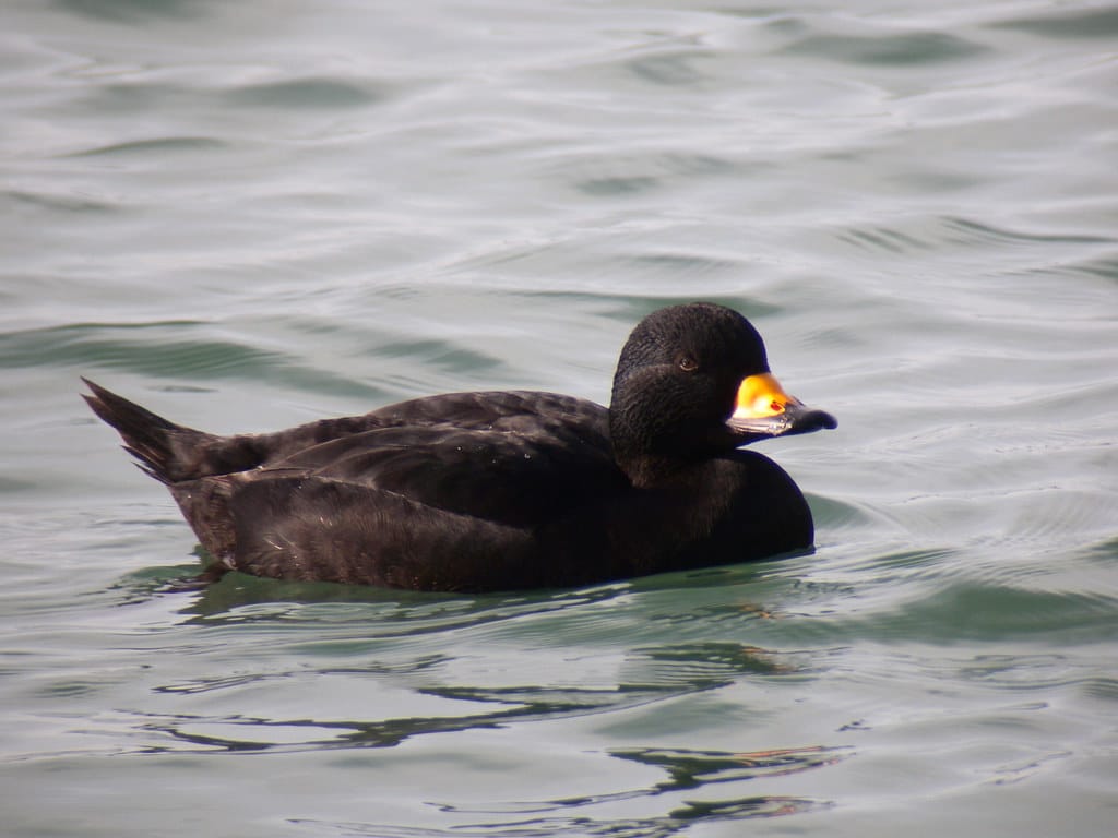 Black Scoter Duck