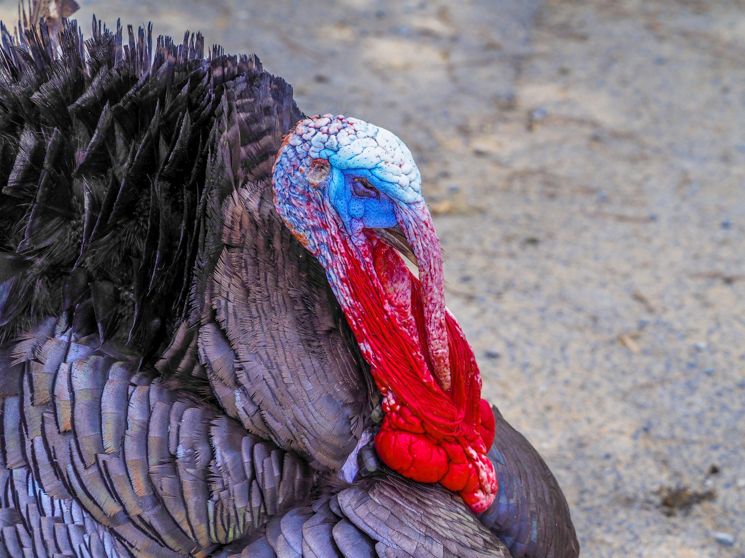 Black Spanish Turkey - Turkey breeds for meat