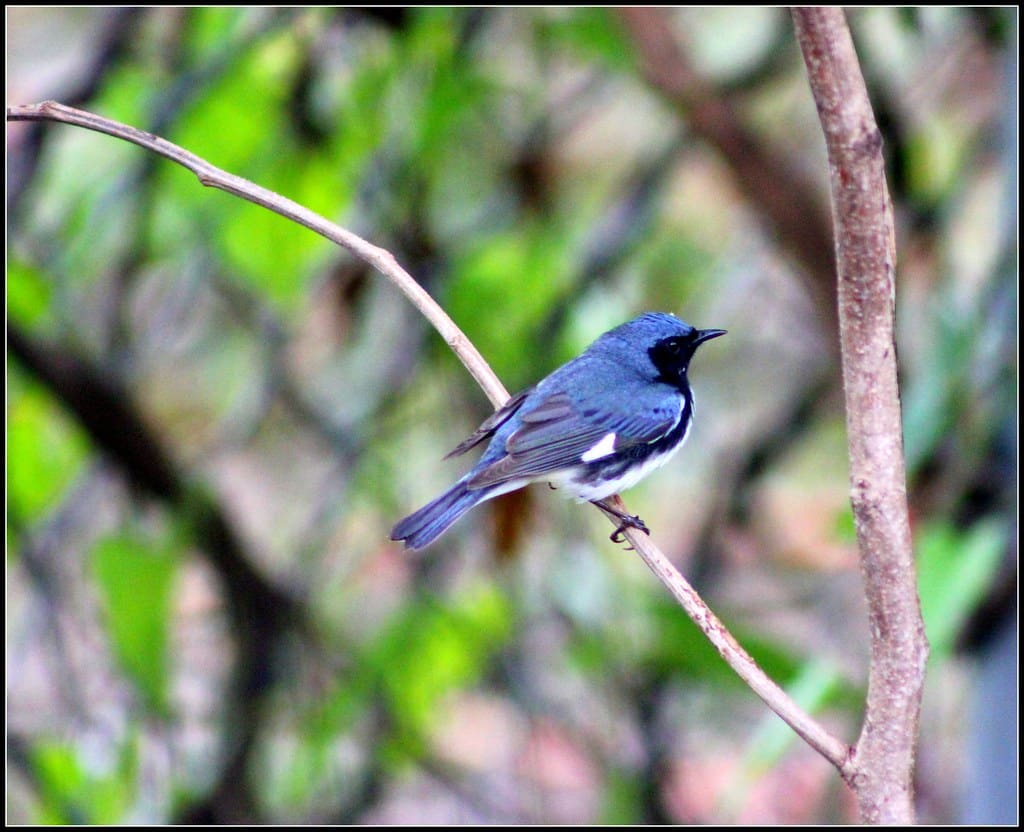 Black-throated Blue Warbler