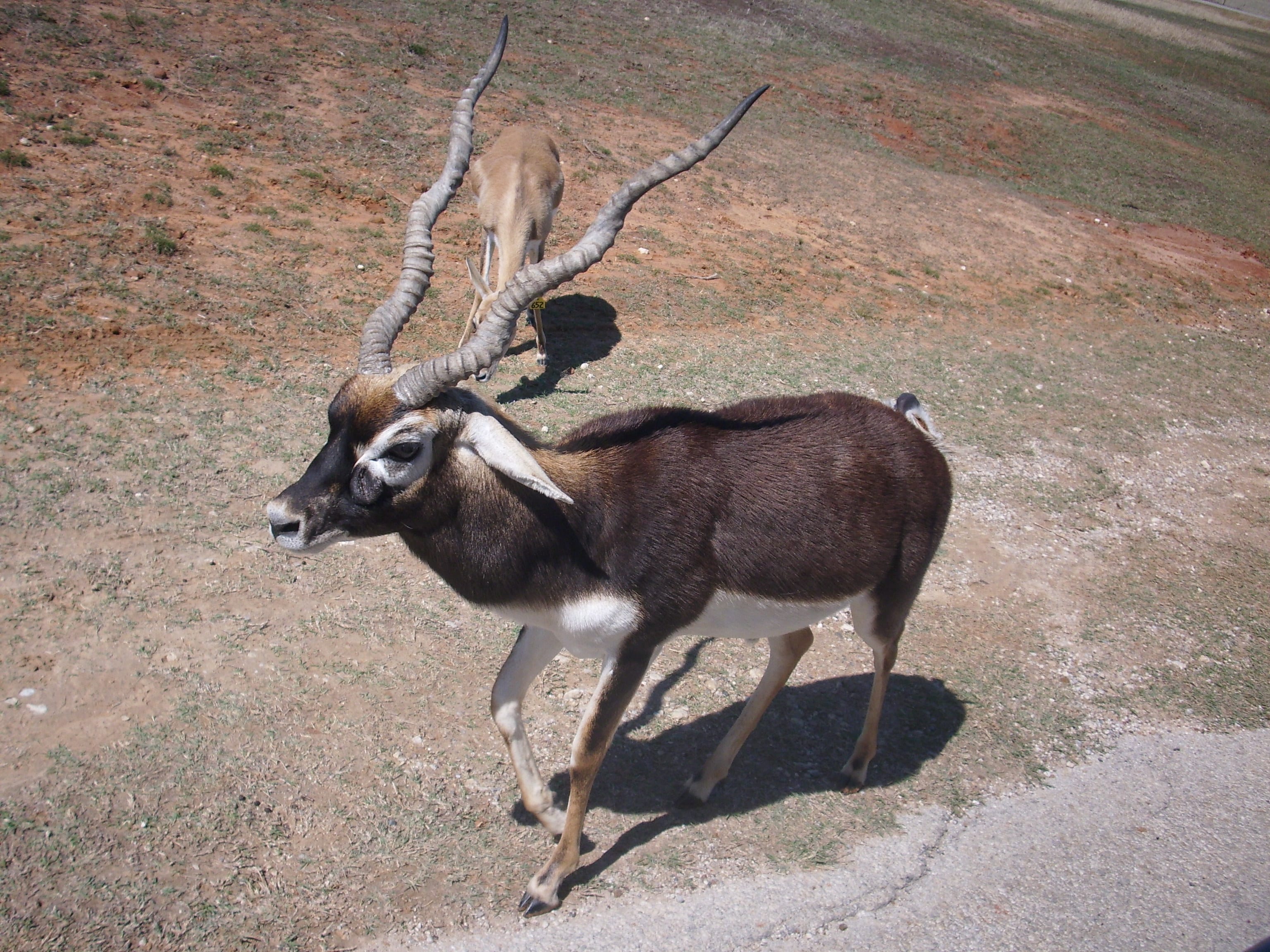Blackbuck Antelope