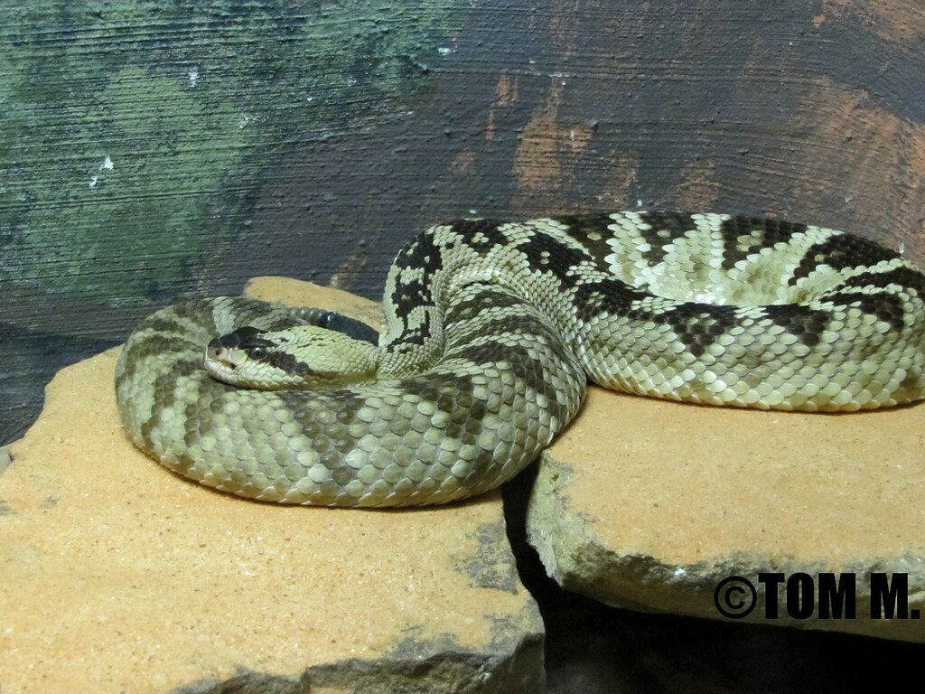 Blacktail Rattlesnake