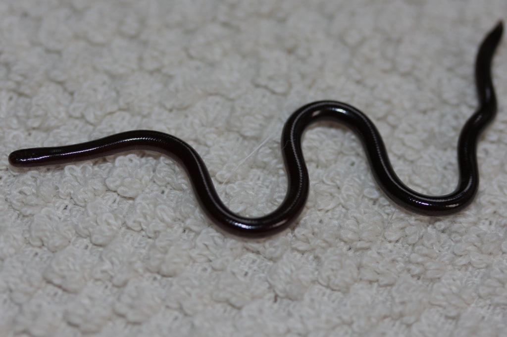 Blind Snake - Types of Snakes in Texas