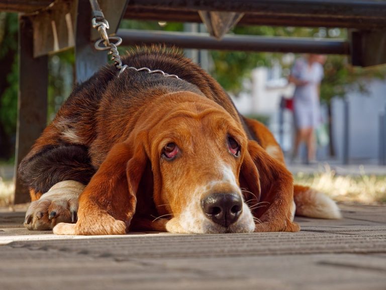 Bloodhound: Dog Breed Profile and Information