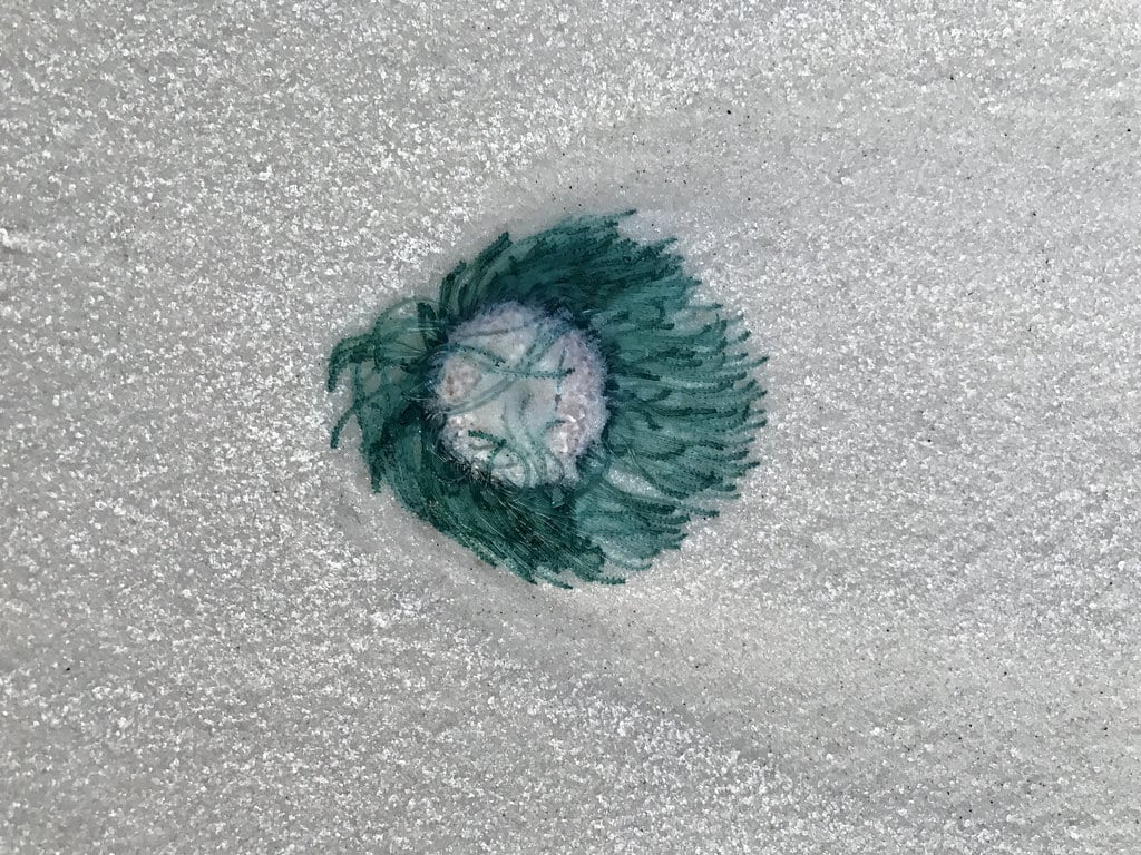 blue button jellyfish - types of jellyfish in texas