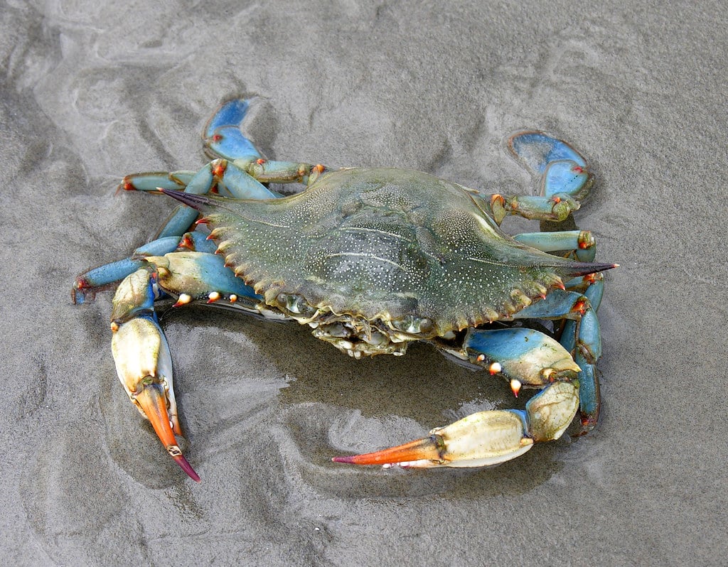 Blue Crab
