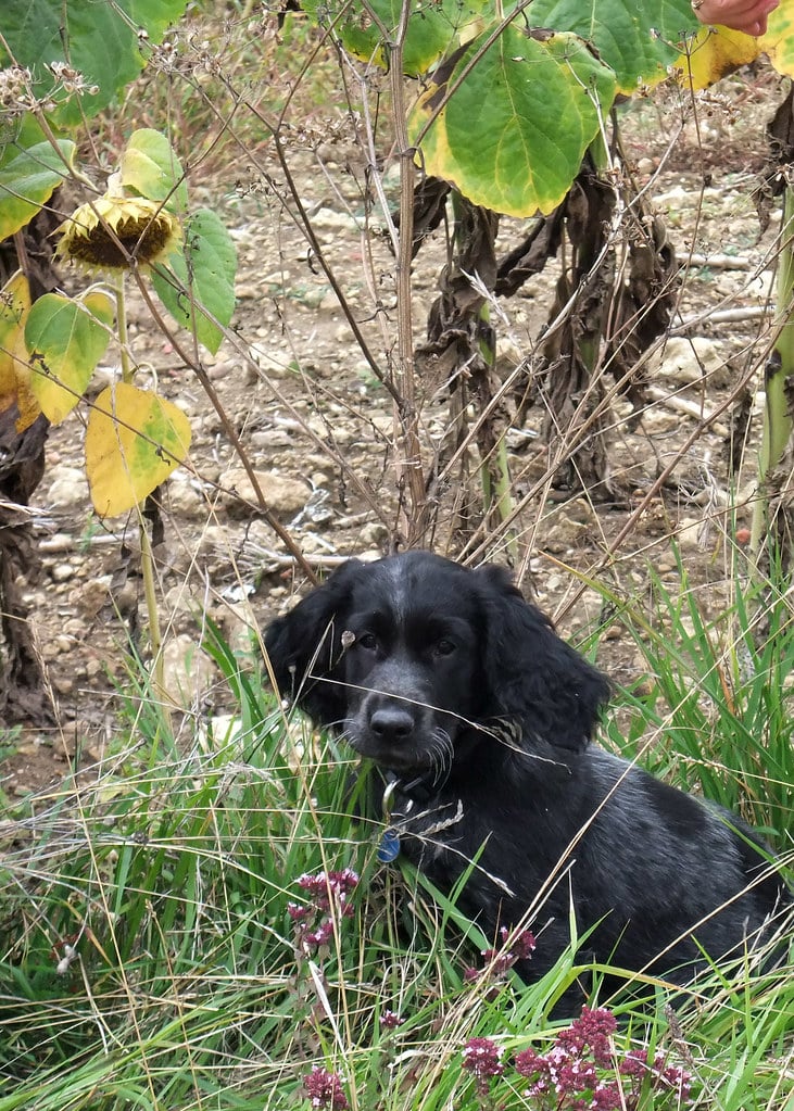 Blue Picardy Spaniel