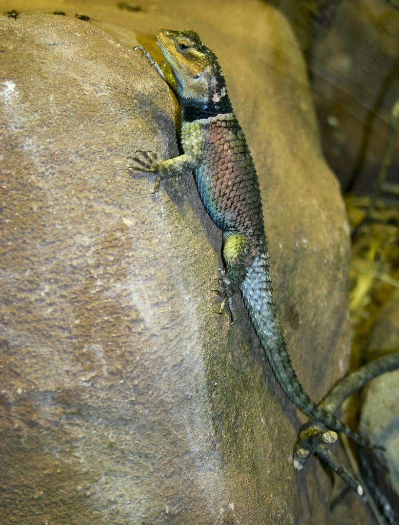 Blue Spiny Lizard