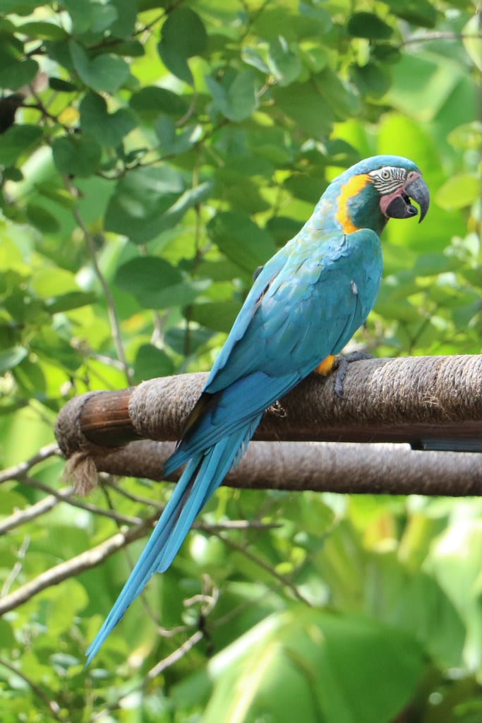 Blue-Throated Macaw