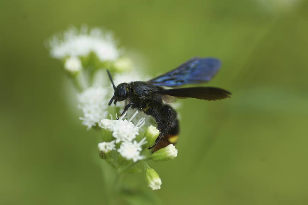 Blue-Winged Wasp