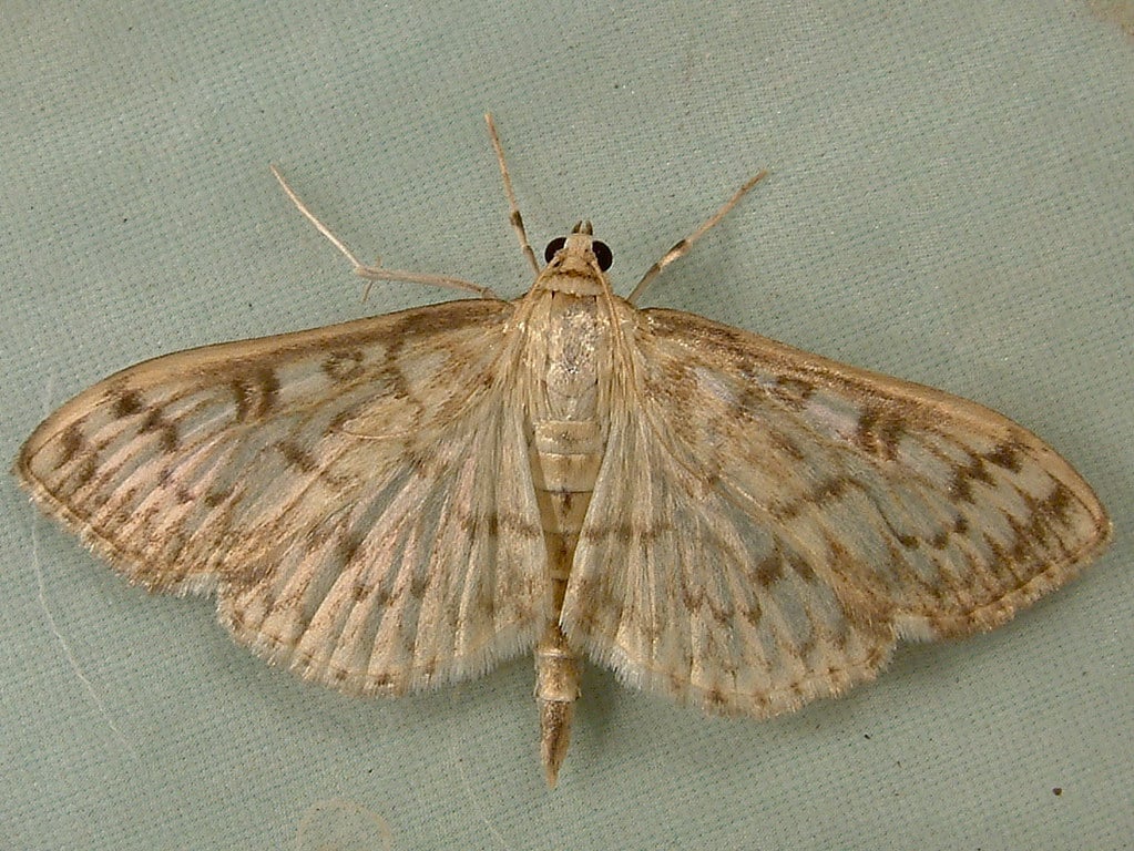 Bold-Feathered Grass Moth