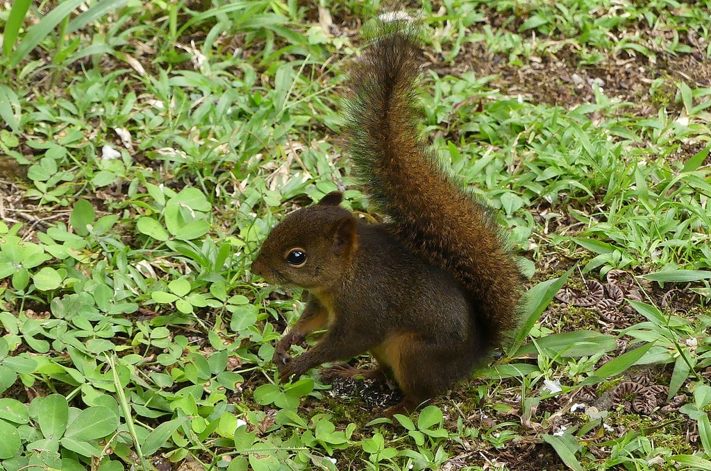 Bolivian Squirrel