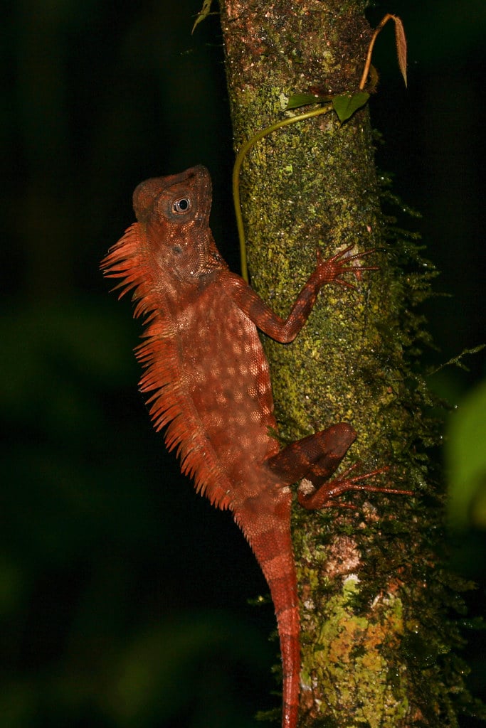 Borneo Forest Dragon