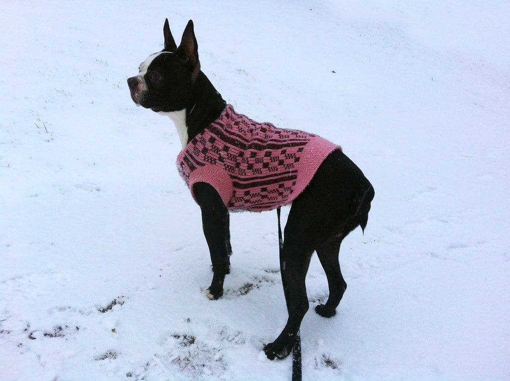 Boston Terrier - Short haired Dog Breeds