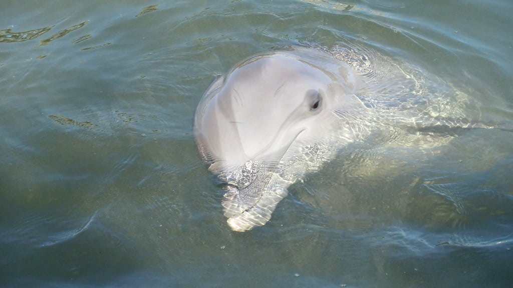 Bottlenose Dolphin