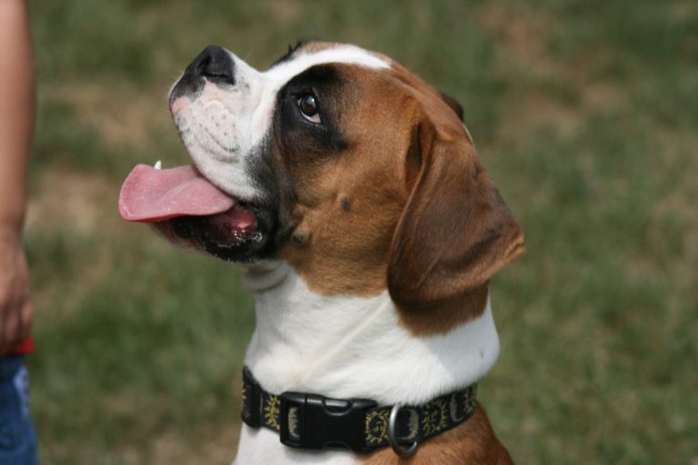 Boxer: Dog Breed Profile and Information