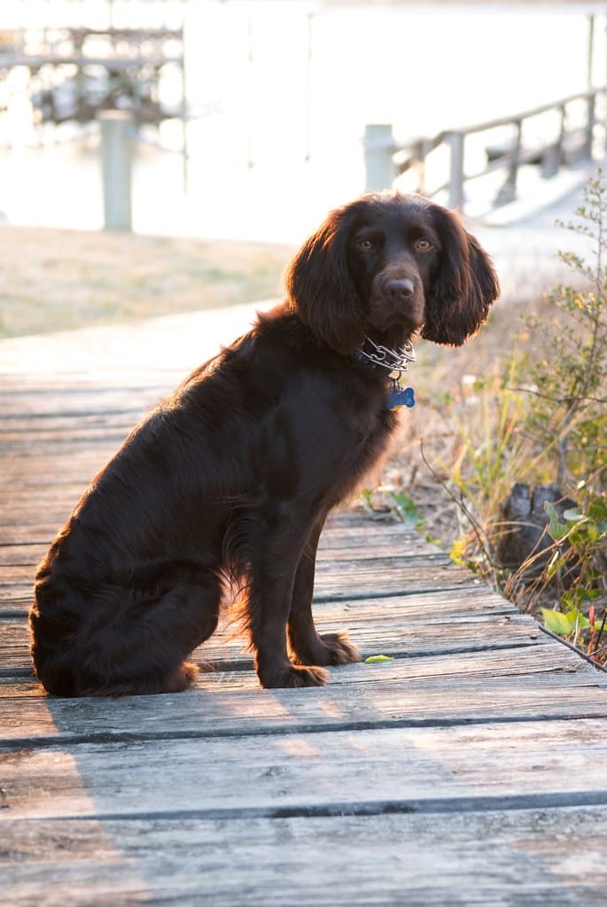 Boykin Spaniel
