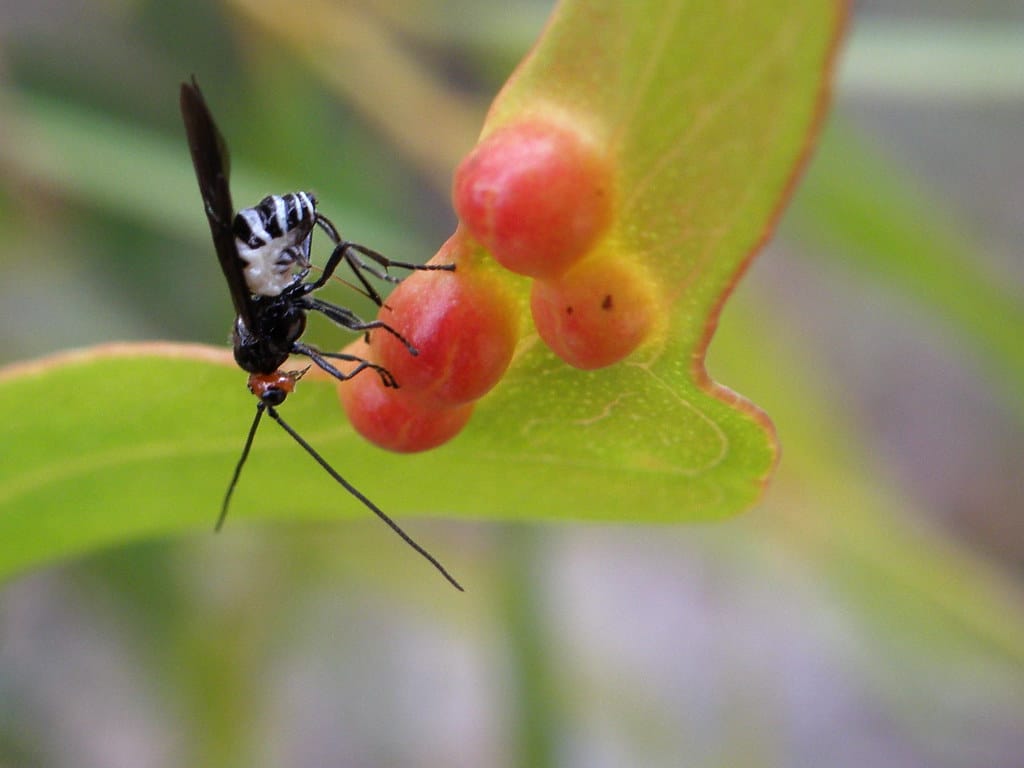 Braconid Wasp - Types of Wasps in Iowa