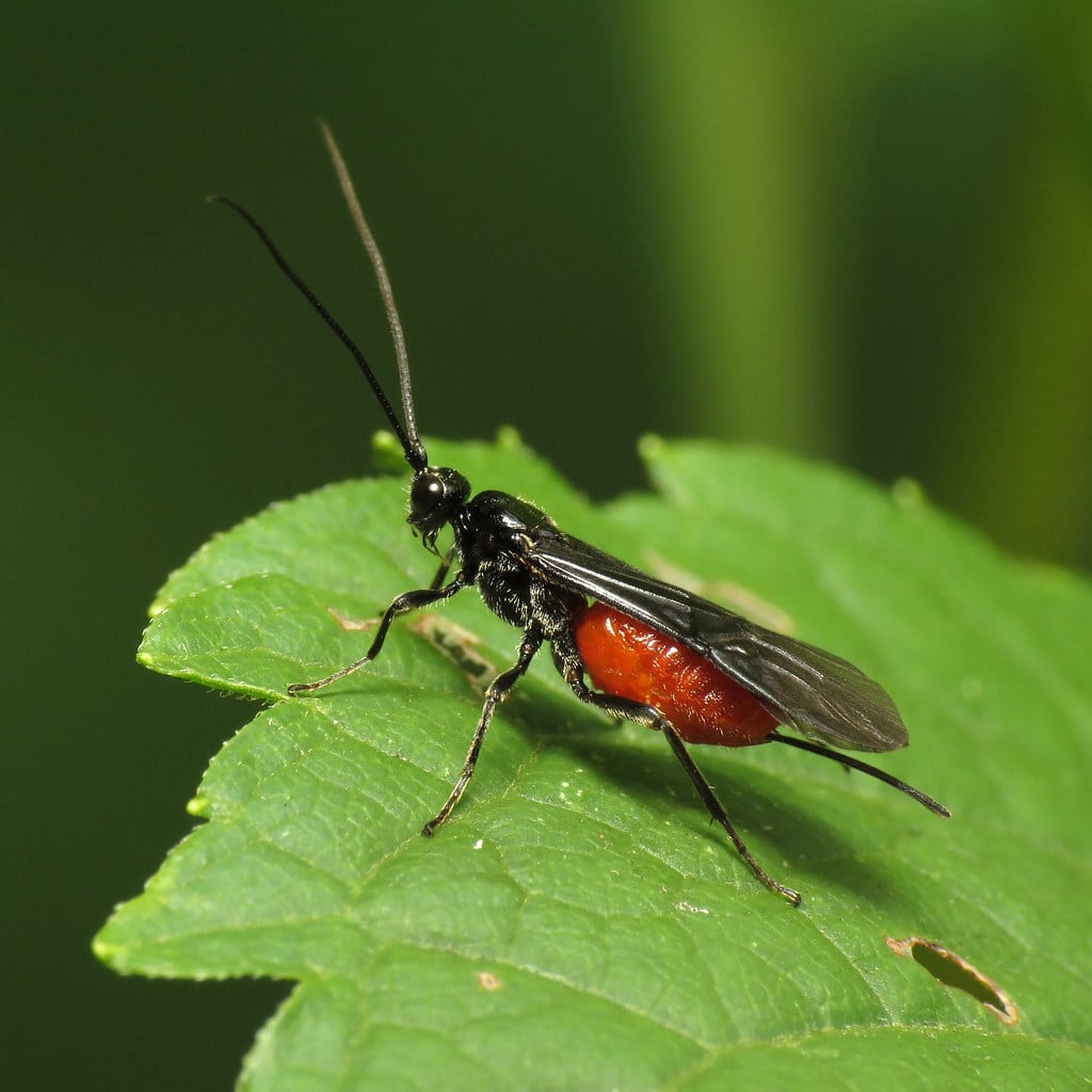 Braconid Wasps