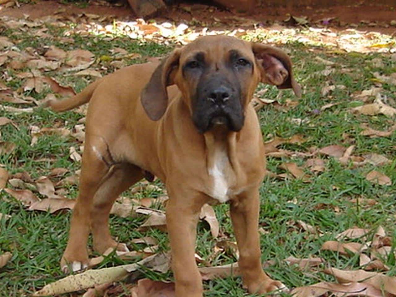 Brazilian Mastiff