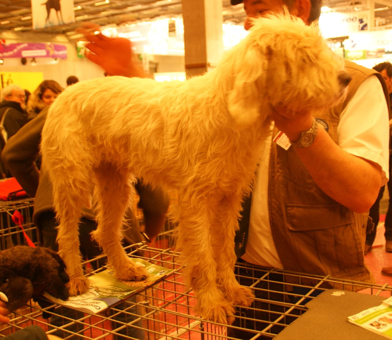 Briquet Griffon Vendéen