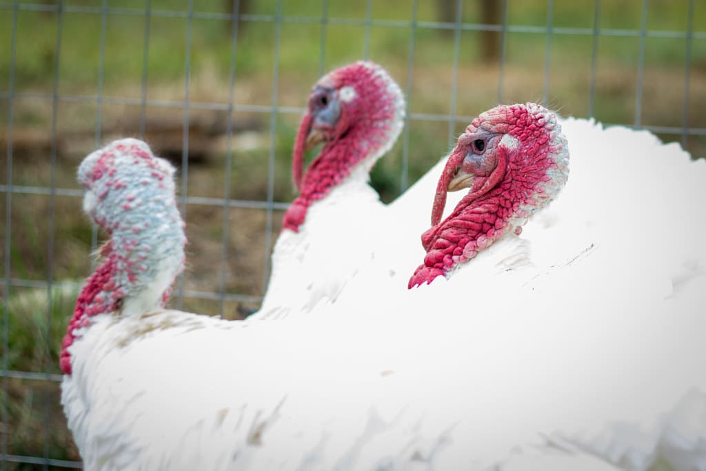Broad-breasted White Turkey