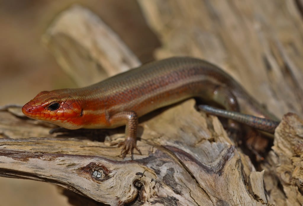 Broad-Headed Skink