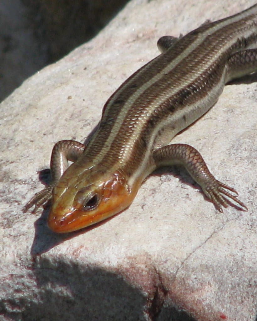 Broadhead Skink