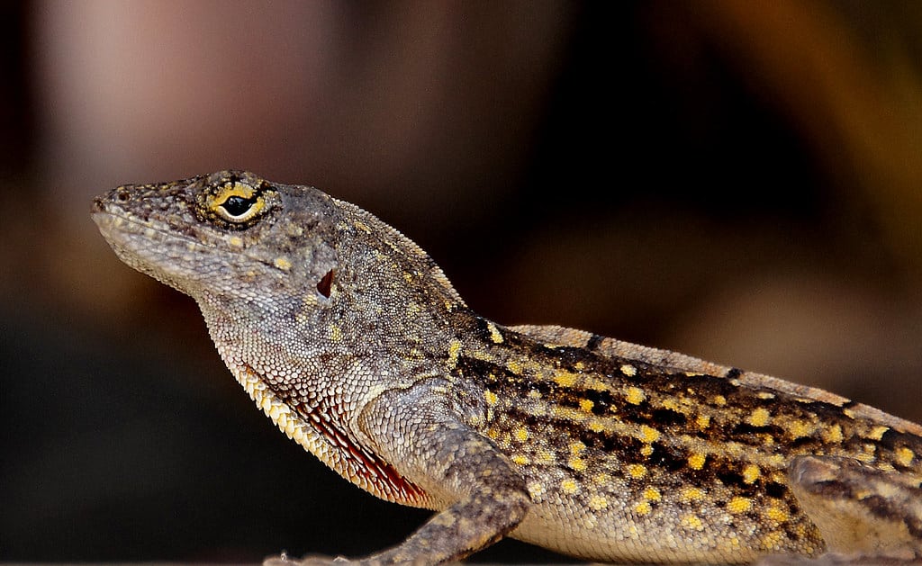 Brown Anole - Types of Lizards in Hawaii