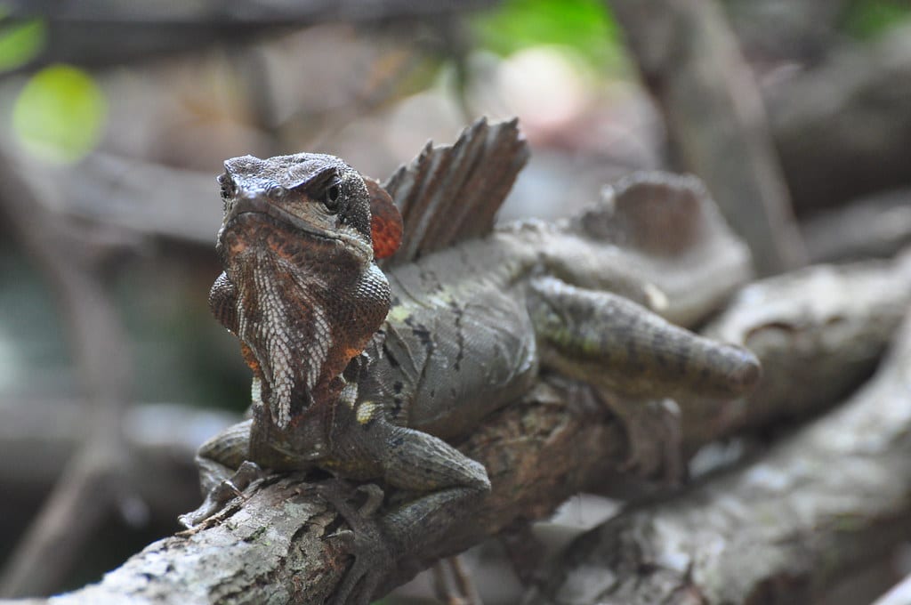 Brown Basilisk