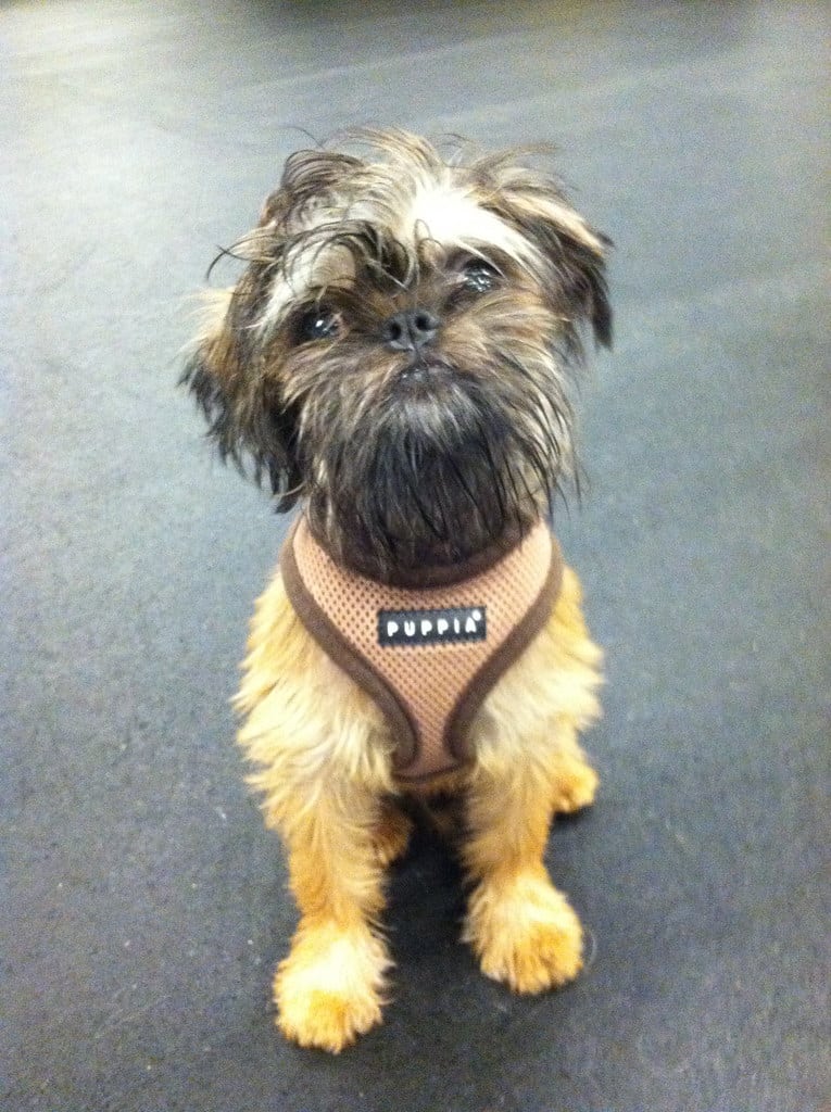 Brussels Griffon
