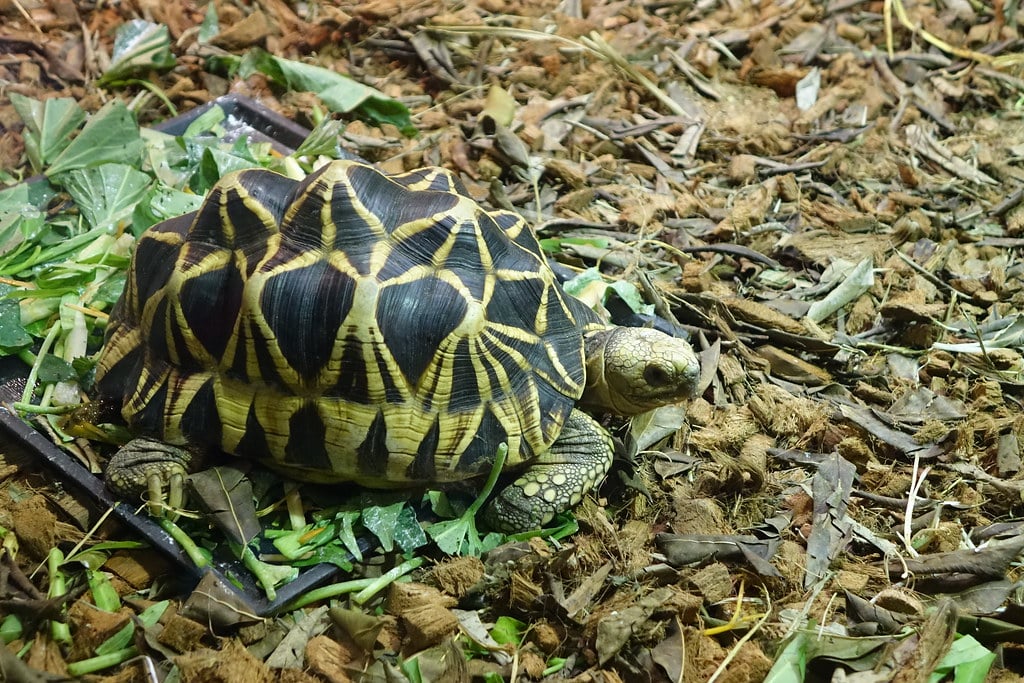 Burmese Star Tortoise