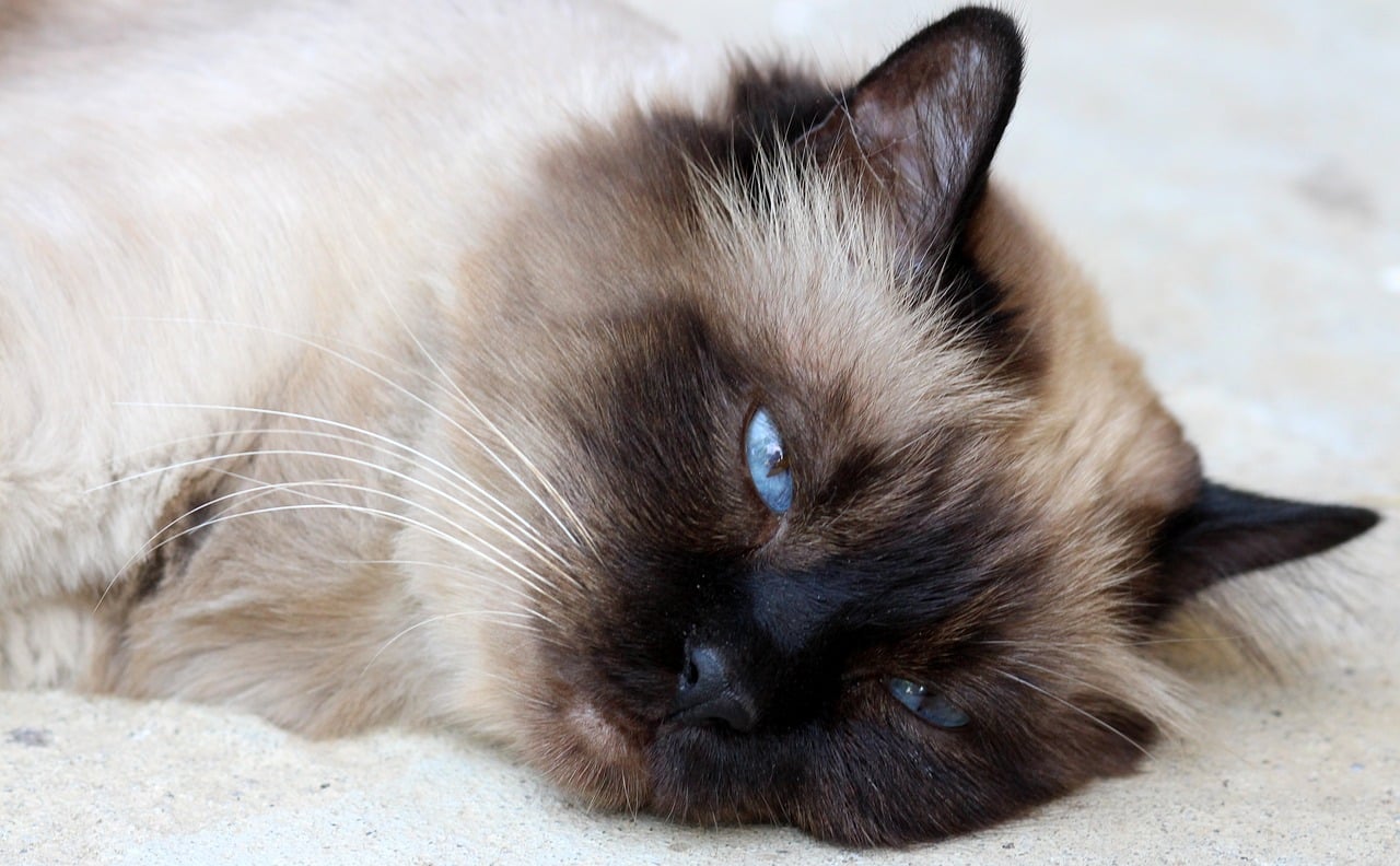 Burmese - unhealthiest cat breeds