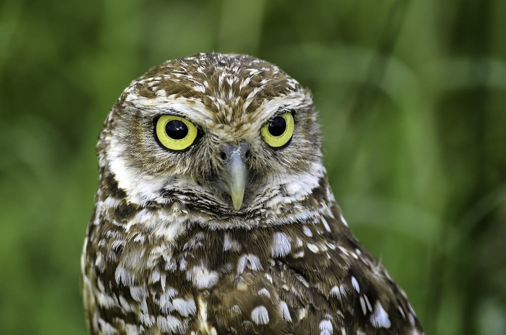 Burrowing Owls