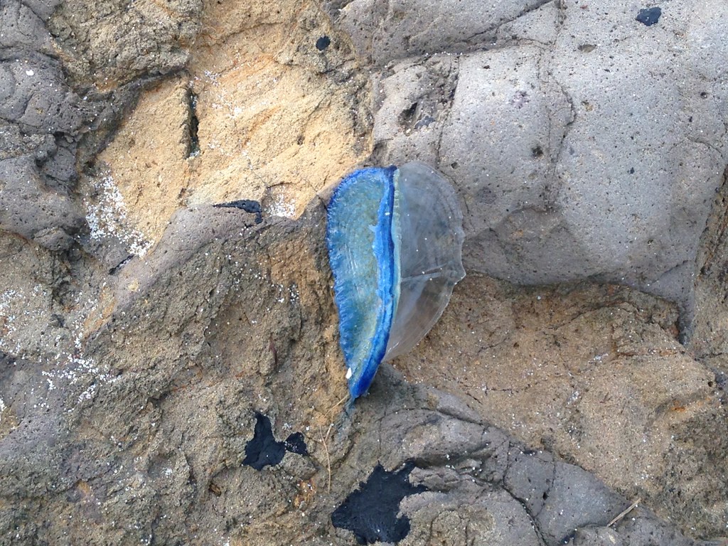 By-the-Wind-Sailor Jellyfish