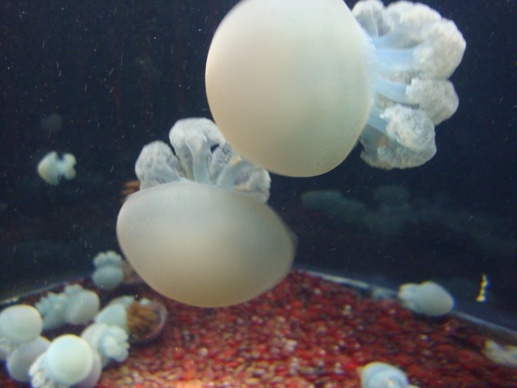 Cabbage Head Jellyfish