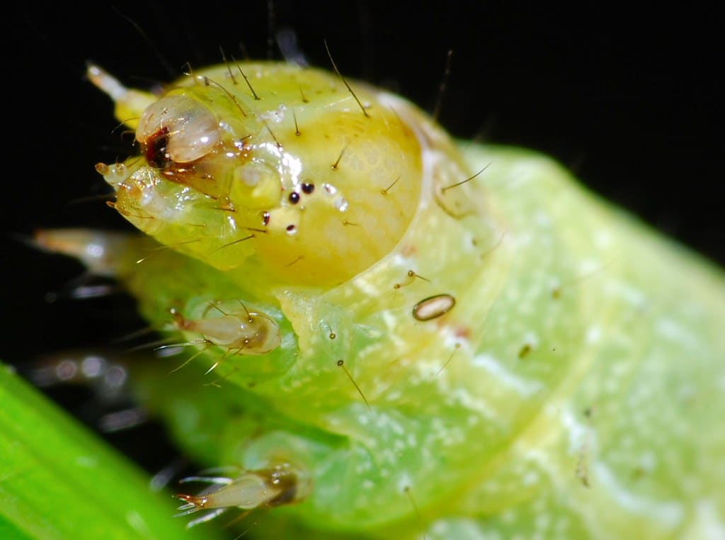 Cabbage Looper