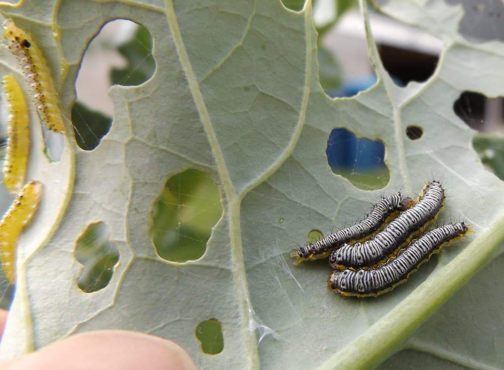 Cabbageworm