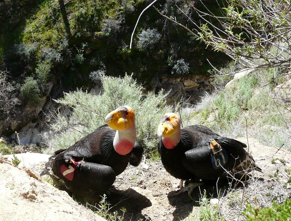 California Condors