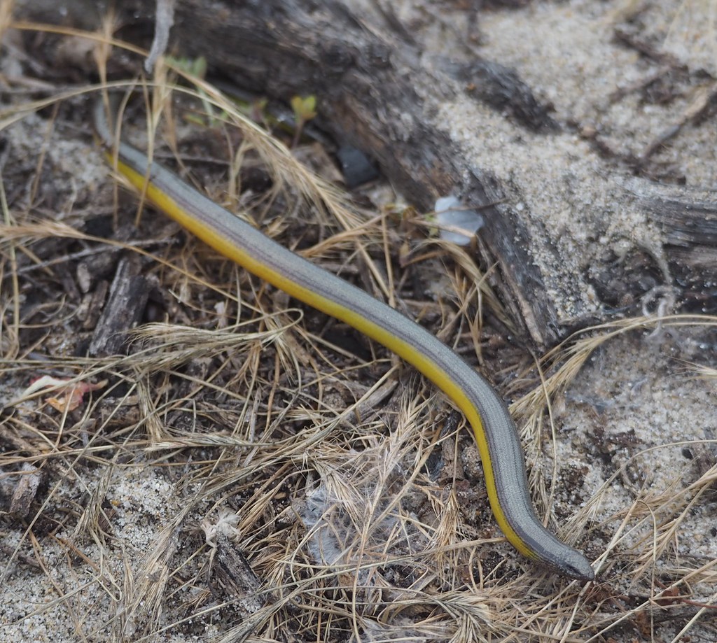 California Legless Lizard