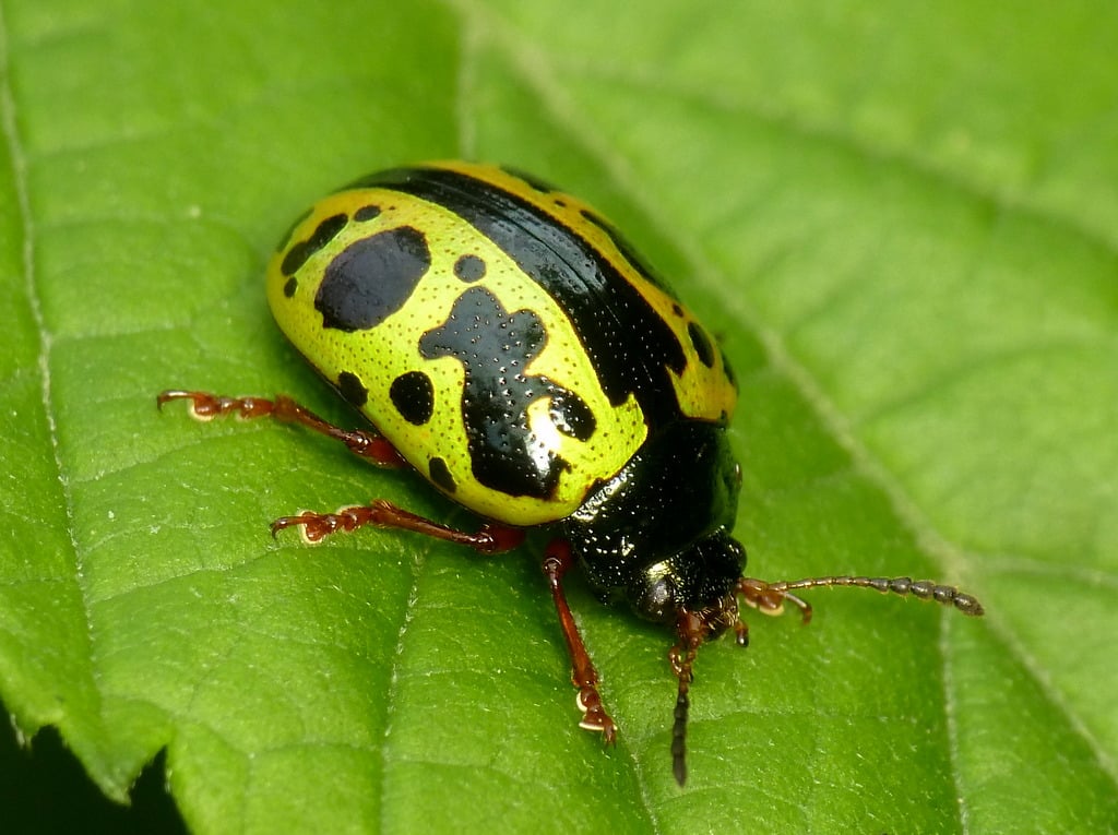 Calligrapha Beetle