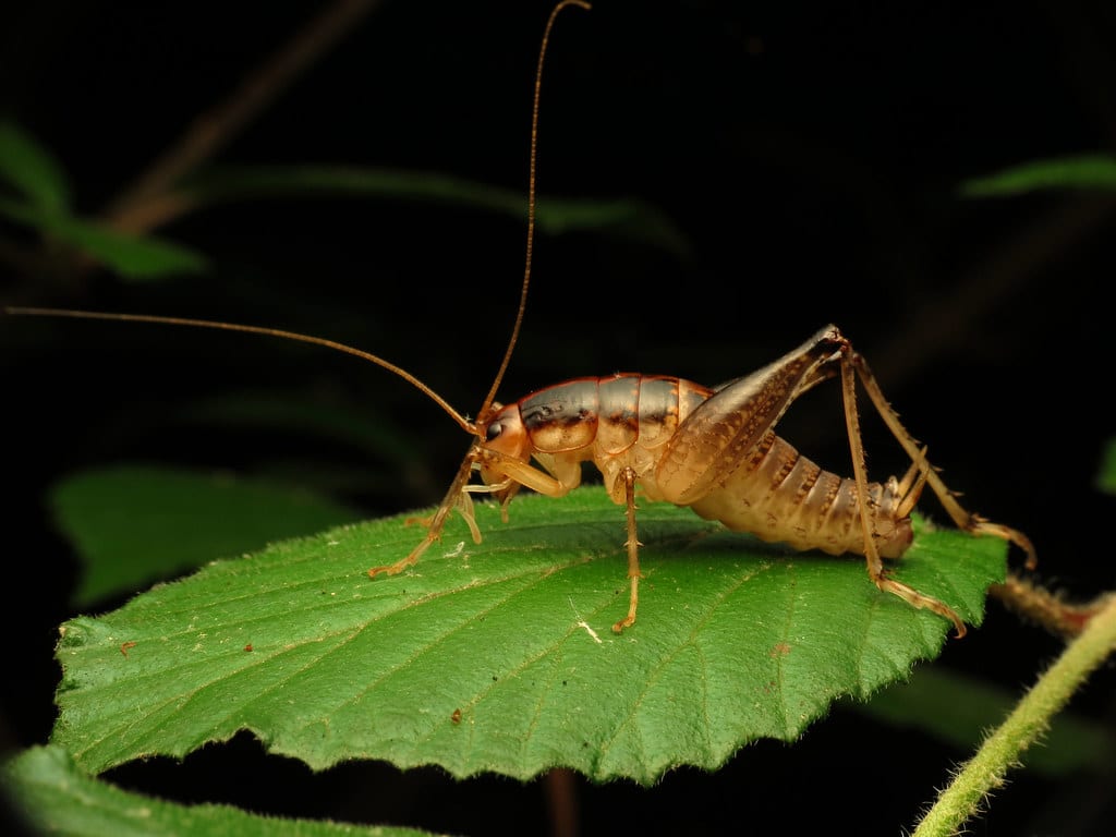 Camel Crickets