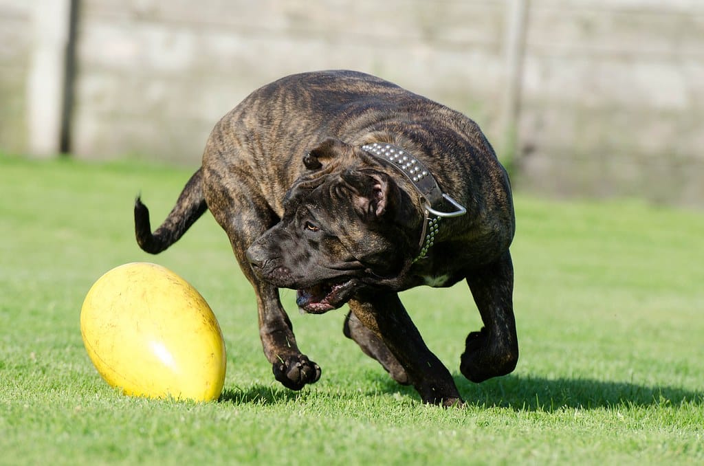 Canary Mastiff
