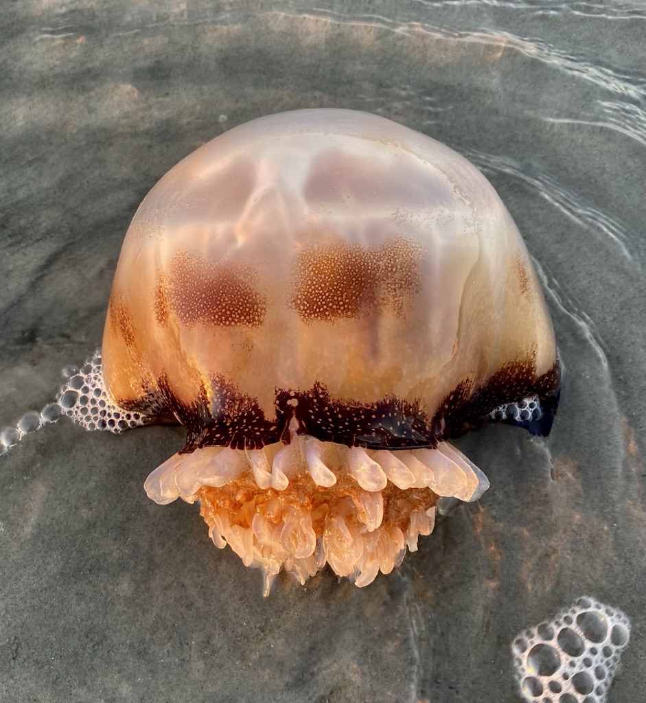 Cannonball Jellyfish