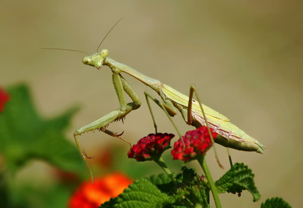Carolina Mantis